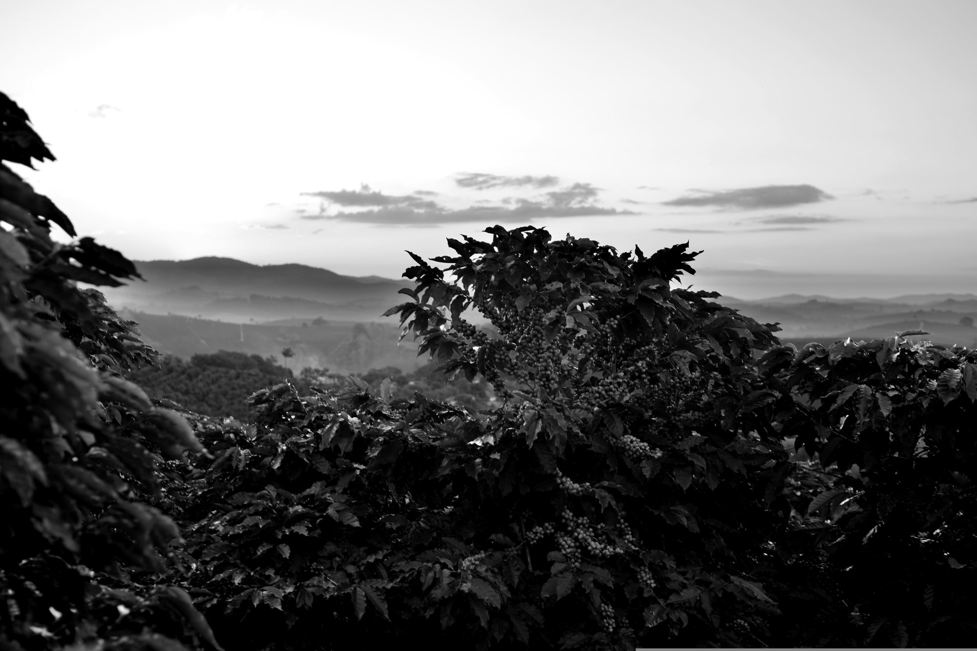 Coffee trees in the foreground, hills at first light